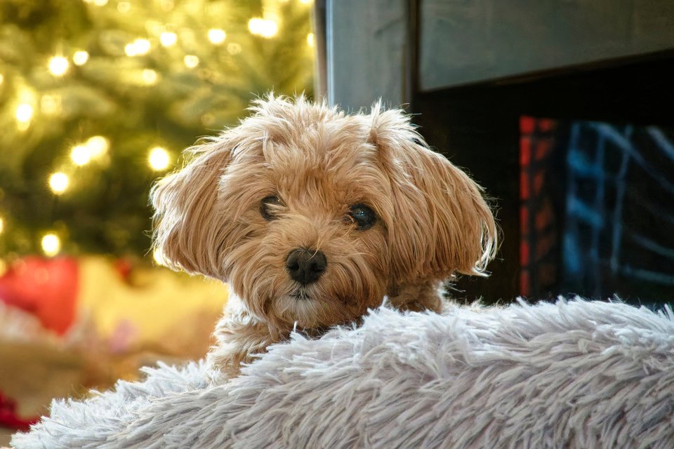Photography - Cutest Dog photograph